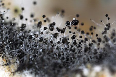 Видалення плісняви 