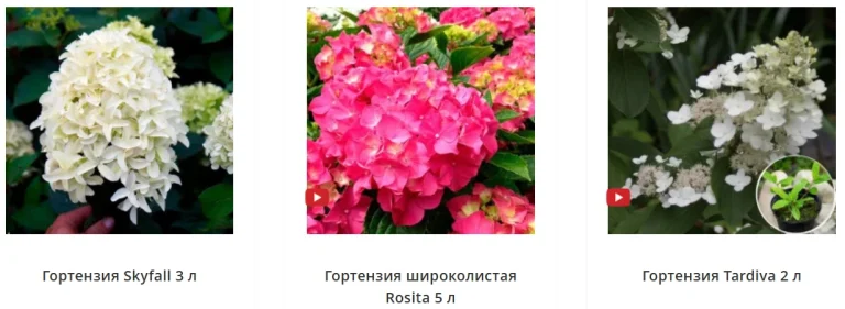 гортензия в горшках от Matla Flowers